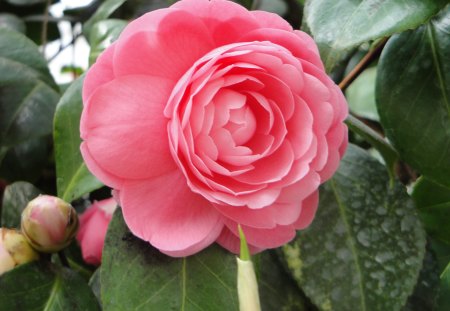 Pink Flower - leaf, flower, pink, nature