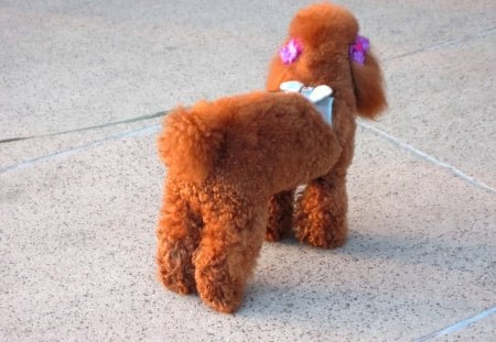 Cute dog - cute, butterfly knot, dog, red poodle