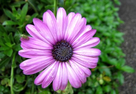 Pretty flower and insect