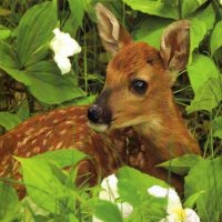 Little Deer