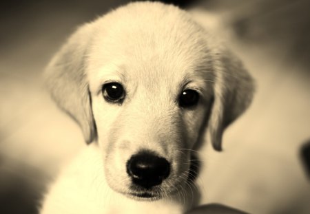 à¹‘â™¥à¹‘ Soul Shine à¹‘â™¥à¹‘ - love, soul shine, heart, animals, paw print, pet, black, lovely, white, forever, dog, beautiful, sweet look