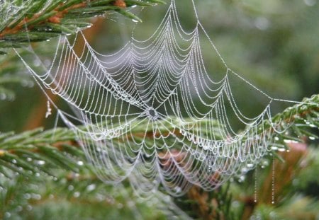 Beautiful Cobweb - nature, dew, cobweb, beautiful