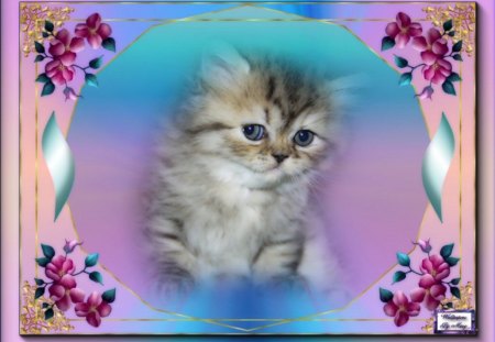 Fluffy Baby - flowers, cats, kittens, animals