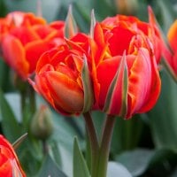 Fiery Tulips