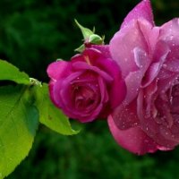 Gorgeous Wet Roses