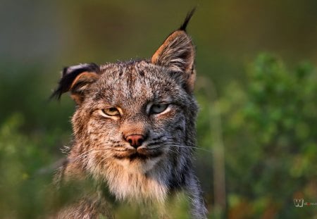 lynx - feline, cats, wild, lynx