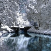 Christmas trees and river in