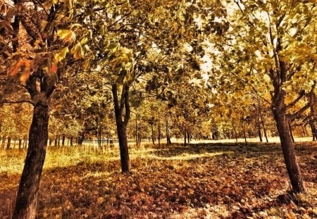 autumn grove hdr - trees, autumn, grove, hdr, leaves