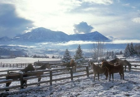 horse farm in winter - clouds, winter, horses, fences, farm, mountain