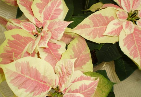 Marble Poinsettia - poinsettia, flower, marble, plant, christmas