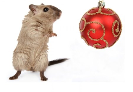 Christmas mouse - rodent, animal, mouse, cute, christmas