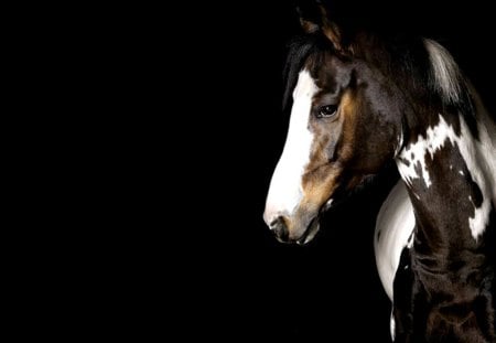 Horse on black - black, animal, portrait, nice, horse