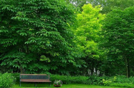 bench, park, trees - park, bench, grass, trees