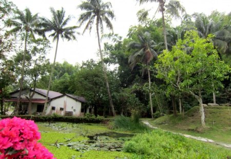 countryside pond