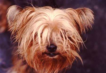 An Old Yorkie - dog, yorkshire, yorkie, terrier