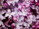 Clusters of Lilac