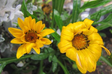 Lovely flower - flower, yellow, lovely, raining