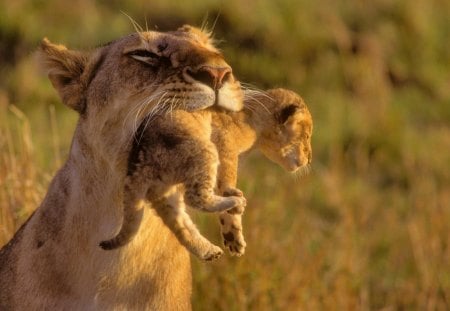 Lion cub in the jaws of a mother - lion, jaws, mother, cub