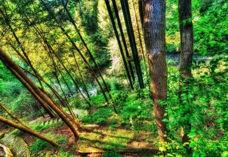 small river in the forest - tree, forest, small, river