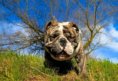 bulldog in the field - field, bulldog, tree, dogs