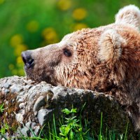 bear resting