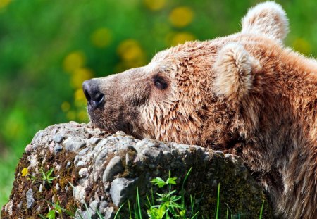 bear resting - stone, resting, forest, bear