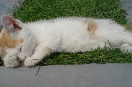 Cat - sleepy, cute, beautiful, cat, sleeping, kitty, cats, hat, cat face, paws, face, animals, pretty, beauty, sweet, kitten, lovely