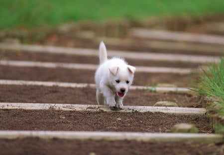 Dog - playful dog, cute, beautiful, puppy, adorable, dogs, dog face, face, animals, pretty, beauty, bubbles, sweet, playful, puppies, pay, lovely, dog