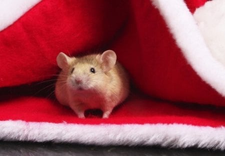 Mouse - tile, animals, mouse, cute, santa claus hat