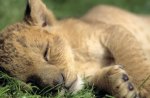 Lion Cub