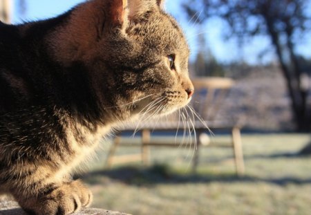 Cat - sleepy, cute, beautiful, cat, sleeping, kitty, cats, hat, cat face, paws, face, animals, pretty, beauty, sweet, kitten, lovely