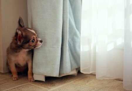 Dog - playful dog, cute, beautiful, puppy, adorable, dogs, dog face, face, animals, pretty, beauty, bubbles, sweet, window, playful, puppies, pay, lovely, dog