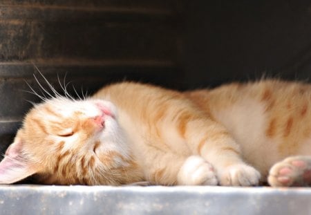 Cat - sleepy, cute, beautiful, cat, sleeping, kitty, cats, hat, cat face, paws, face, animals, pretty, beauty, sweet, kitten, lovely