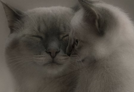 Cat - sleeping, beauty, cat face, hat, animals, sleepy, paws, face, pretty, cute, cat, kitty, lovely, kitten, cats, beautiful, sweet