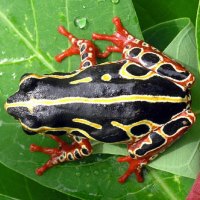 TREE FROG... CONGO