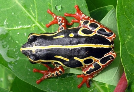 TREE FROG... CONGO - frog, leaf, animal, sitting