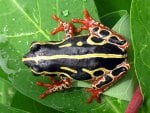 TREE FROG... CONGO