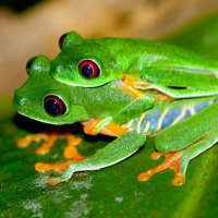 MATING PAIR RED EYED TREE FROGS