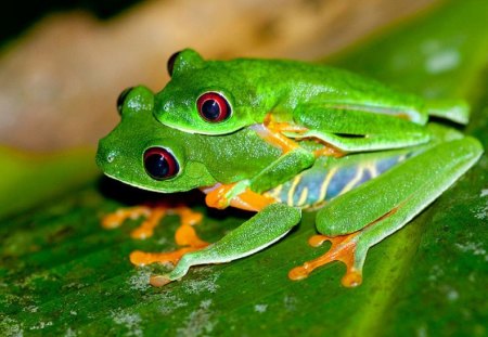 MATING PAIR RED EYED TREE FROGS - two, cute, frogs, green