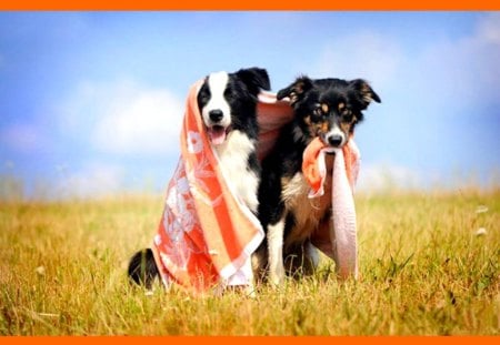 Dogs with towel - pet, dogs, cute, dog, field, towel