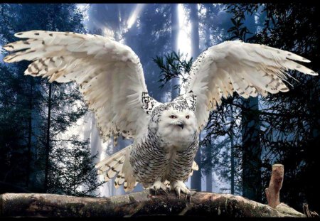 Snowy owl ready to take of - white, snow, wings, owl, forrest, bird