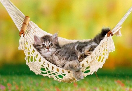 Life is hard.....j - cat, kitty, animals, hammock