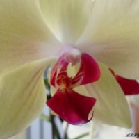 Yellow Orchid