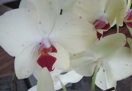 White Orchid - white, red, orchid, photography, green, flowers