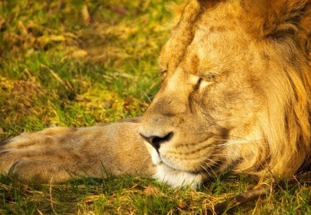 Sleeping Lion - beautiful, cats, lion, sleeping, animals