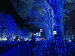 beautiful christmas lights in japan