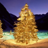 christmas trees in a winter valley