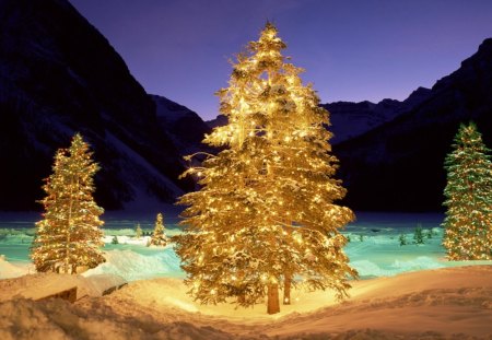 christmas trees in a winter valley - christmas, trees, winter, mountains, valley