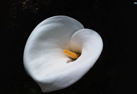 ~Calla Lily~ - flowers, white, calla, lily