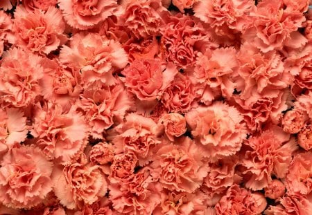 Blushing Carnations - flowers, pretty, carnations, pink